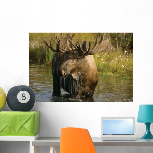 Bull Moose In Pond Near Eielson Visitor Center Ak In Denali Np Summer Wall Mural