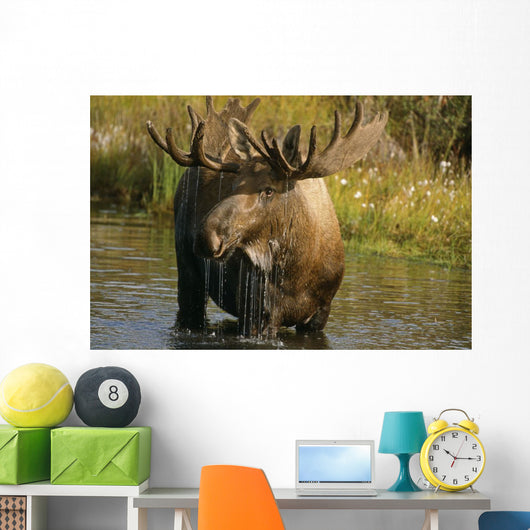 Bull Moose In Pond Near Eielson Visitor Center Ak In Denali Np Summer Wall Mural