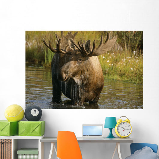 Bull Moose In Pond Near Eielson Visitor Center Ak In Denali Np Summer Wall Mural