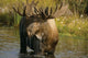 Bull Moose In Pond Near Eielson Visitor Center Ak In Denali Np Summer Wall Mural