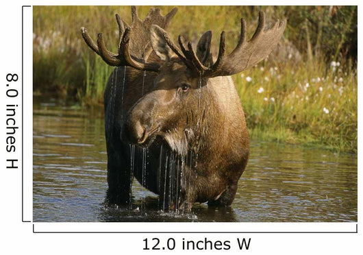 Bull Moose In Pond Near Eielson Visitor Center Ak In Denali Np Summer Wall Mural