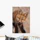 Portrait Of Red Fox Kit Near Den On Savage River Denali Np Wall Mural