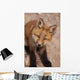 Portrait Of Red Fox Kit Near Den On Savage River Denali Np Wall Mural