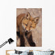 Portrait Of Red Fox Kit Near Den On Savage River Denali Np Wall Mural