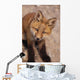 Portrait Of Red Fox Kit Near Den On Savage River Denali Np Wall Mural