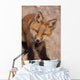 Portrait Of Red Fox Kit Near Den On Savage River Denali Np Wall Mural