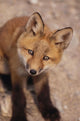 Portrait Of Red Fox Kit Near Den On Savage River Denali Np Wall Mural