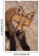 Portrait Of Red Fox Kit Near Den On Savage River Denali Np Wall Mural