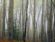 Foggy Aspen Forest Near Ester Interior Ak Autumn Wall Mural
