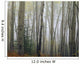 Foggy Aspen Forest Near Ester Interior Ak Autumn Wall Mural