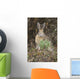 Snowshoe Hare Sits Next To New Growth Grass Wall Mural