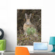 Snowshoe Hare Sits Next To New Growth Grass Wall Mural