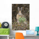 Snowshoe Hare Sits Next To New Growth Grass Wall Mural