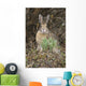 Snowshoe Hare Sits Next To New Growth Grass Wall Mural