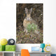 Snowshoe Hare Sits Next To New Growth Grass Wall Mural