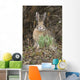 Snowshoe Hare Sits Next To New Growth Grass Wall Mural