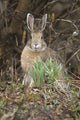 Snowshoe Hare Sits Next To New Growth Grass Wall Mural