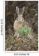Snowshoe Hare Sits Next To New Growth Grass Wall Mural