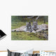 Pair Of Lynx Rest In Mossy Opening In Dense Spruce Forest Wall Mural