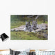 Pair Of Lynx Rest In Mossy Opening In Dense Spruce Forest Wall Mural