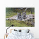 Pair Of Lynx Rest In Mossy Opening In Dense Spruce Forest Wall Mural