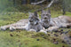 Pair Of Lynx Rest In Mossy Opening In Dense Spruce Forest Wall Mural