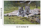 Pair Of Lynx Rest In Mossy Opening In Dense Spruce Forest Wall Mural