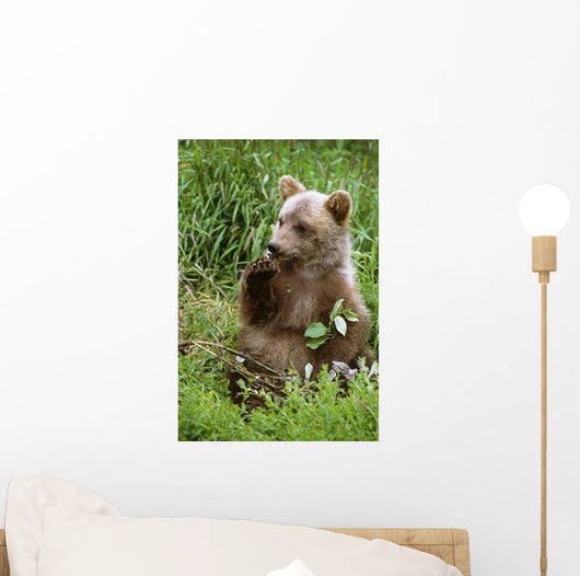 Young Brown Bear Cub Sitting Wall Mural
