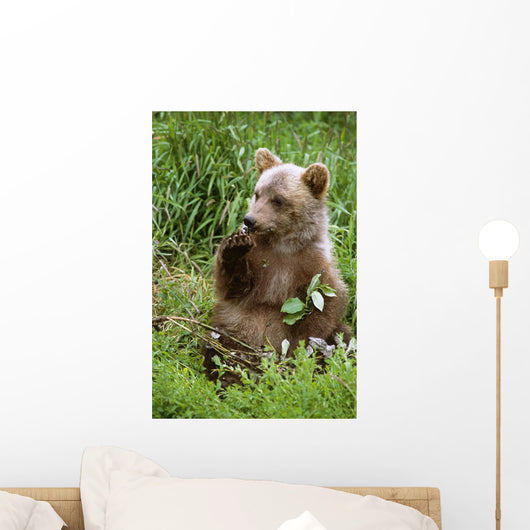 Young Brown Bear Cub Sitting Wall Mural