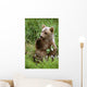 Young Brown Bear Cub Sitting Wall Mural