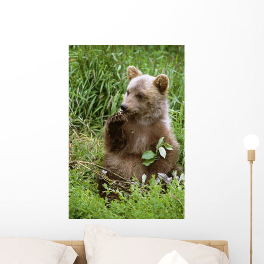 Young Brown Bear Cub Sitting Wall Mural