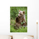 Young Brown Bear Cub Sitting Wall Mural