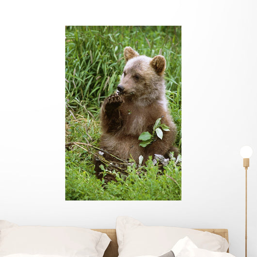 Young Brown Bear Cub Sitting Wall Mural