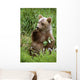 Young Brown Bear Cub Sitting Wall Mural