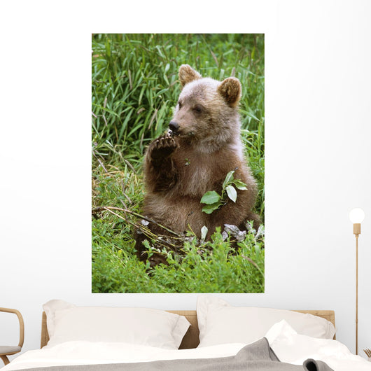 Young Brown Bear Cub Sitting Wall Mural