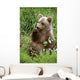 Young Brown Bear Cub Sitting Wall Mural