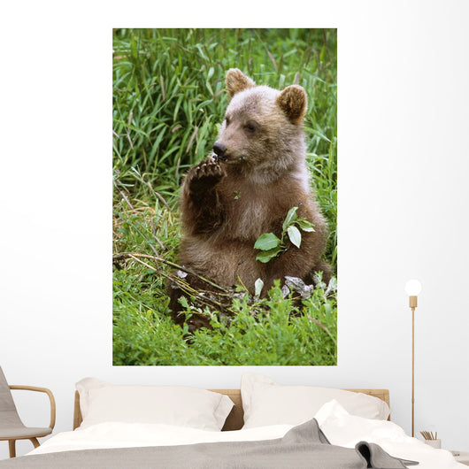 Young Brown Bear Cub Sitting Wall Mural