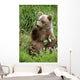 Young Brown Bear Cub Sitting Wall Mural