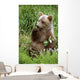 Young Brown Bear Cub Sitting Wall Mural