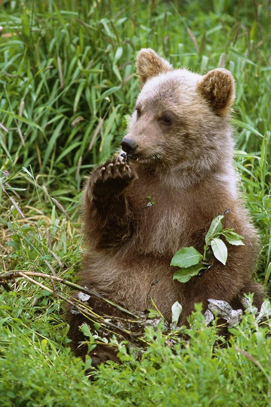 Young Brown Bear Cub Sitting Wall Mural