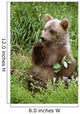 Young Brown Bear Cub Sitting Wall Mural