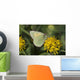 Close Up Of The Butterfly Hecla Sulphur On A Northern Goldenrod Flower Wall Mural