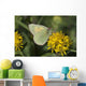 Close Up Of The Butterfly Hecla Sulphur On A Northern Goldenrod Flower Wall Mural