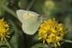 Close Up Of The Butterfly Hecla Sulphur On A Northern Goldenrod Flower Wall Mural