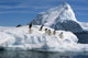 Adelie Penguins Jump From Iceberg Paulet Is Antarctic Summer Wall Mural