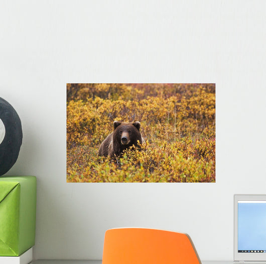 Portrait Of An Adult Brown Bear Amongst The Fall Foliage Wall Mural