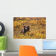 Portrait Of An Adult Brown Bear Amongst The Fall Foliage Wall Mural