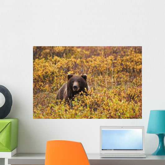 Portrait Of An Adult Brown Bear Amongst The Fall Foliage Wall Mural