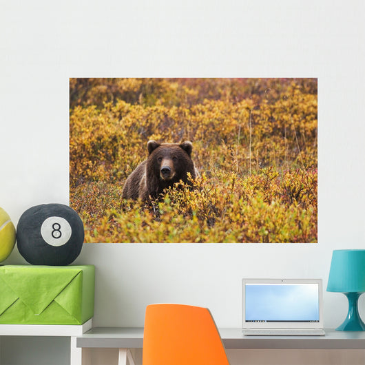 Portrait Of An Adult Brown Bear Amongst The Fall Foliage Wall Mural