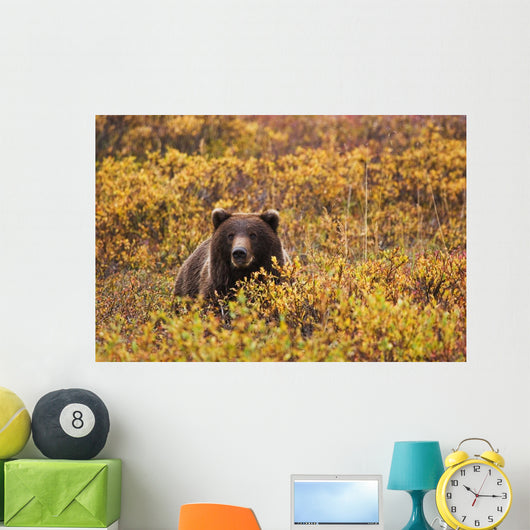 Portrait Of An Adult Brown Bear Amongst The Fall Foliage Wall Mural